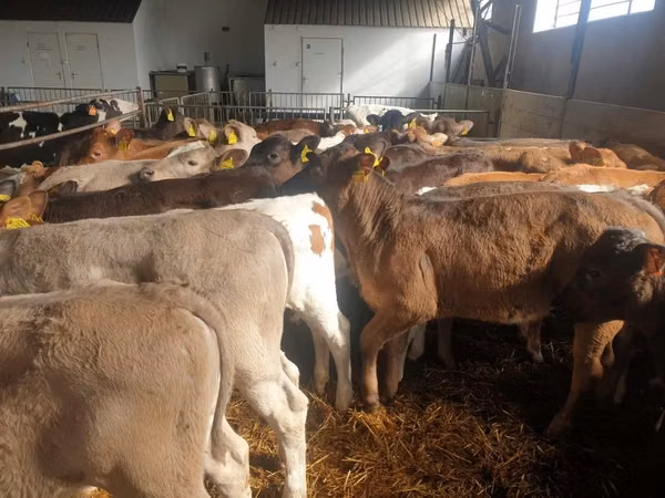 Tyre, Simmental cattle