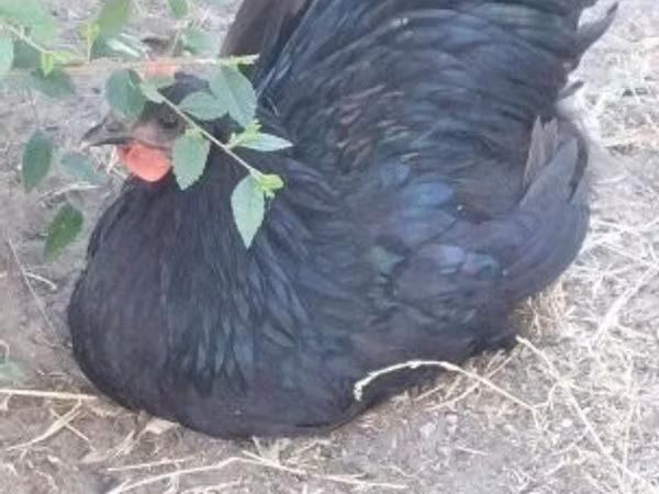 Australorp — Hungary