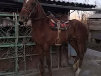 수말, Russian Don — 사진 4