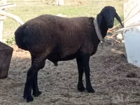 ஆண் ஆடு, Blackheaded Persian sheep — புகைப்படம் 1
