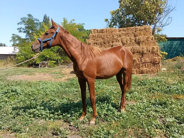 Horse (M), Horses — Kyrgyzstan