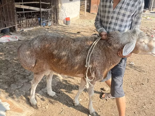 Ram, Arashan sheep — Uzbekistan