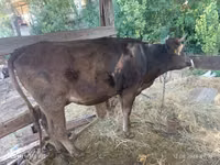 गाय, अलाताऊ नस्ल — फ़ोटो 3