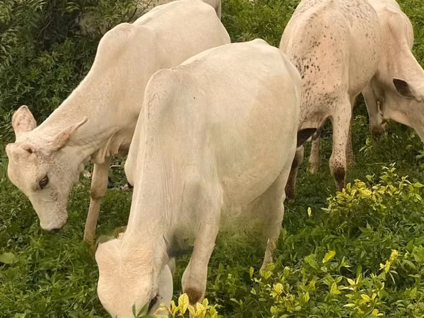 母牛, Cattle