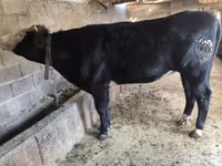 Lo’, Swiss cattle — sawirka 1
