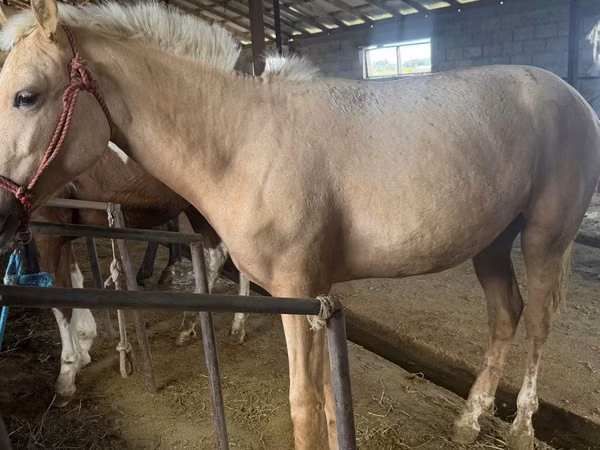 ม้าตัวผู้, Kazakh horse — คาซัคสถาน