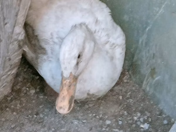 Ducks — Azerbaïdjan