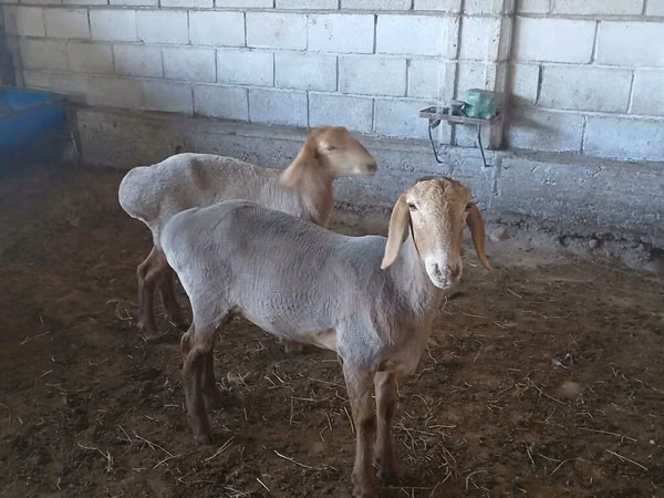 Sheep, Sheep — Kyrgyzstan