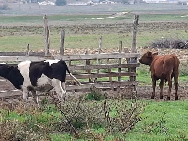 Bull, Cattle