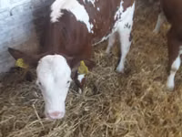 Sığır (parti, cinsiyet belirtilmedi), Simmental cattle — foto 7