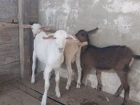 Koza, Saanen goat — foto 2