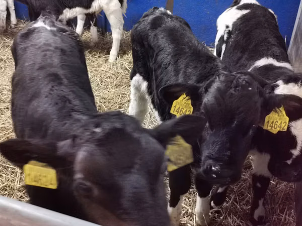公牛, Russian Black pied cattle