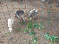 Turkeys — 1-rasm