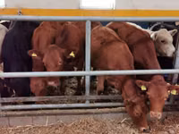 Cattle (batch, sex not specified), Limousin cow — photo 3
