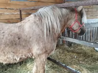 Horse (M), Horses — photo 5