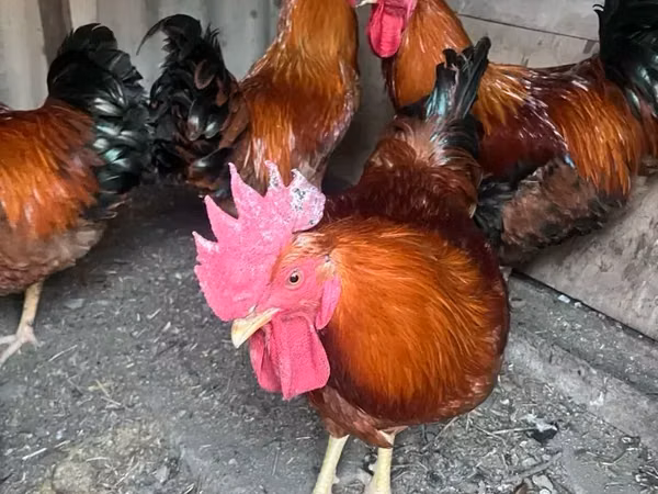 Chickens — Armeeniya