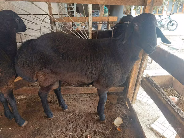 Ram, Sheep — Uzbekistan