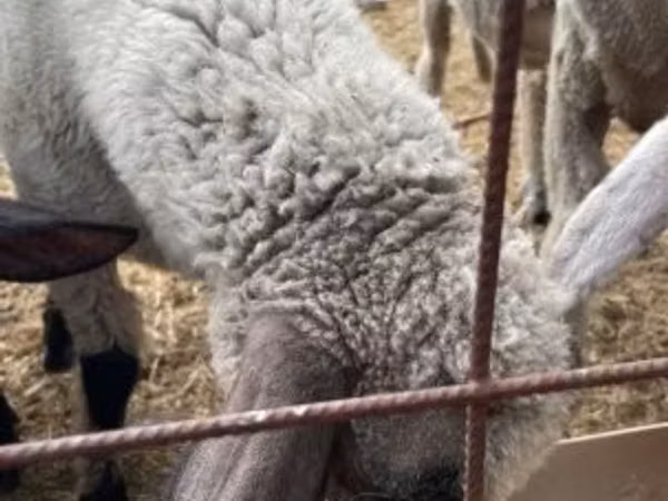 แกะตัวผู้, Tsigai sheep
