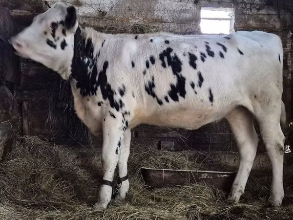 Cow, Russian Black pied cattle — Poland