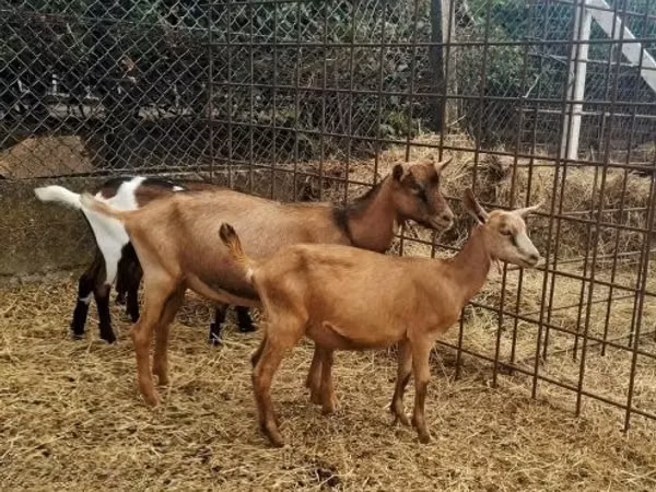 Goat, Nubian Goat