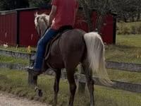 Horse (M), Rocky Mountain Horse — photo 7