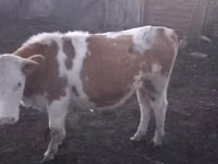 Touro, Vaca branca de cabeça kazakh — foto 3