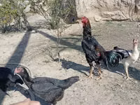 Chickens — عکس 8