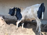 Bull, Holstein breed — photo 4