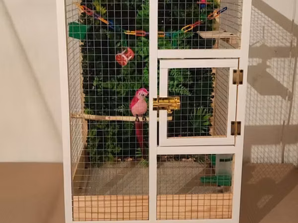 Papuqay,dovşan,hamster,şinşila,bildirçin,cücə,xamyak,pişik,quş,tısbağa