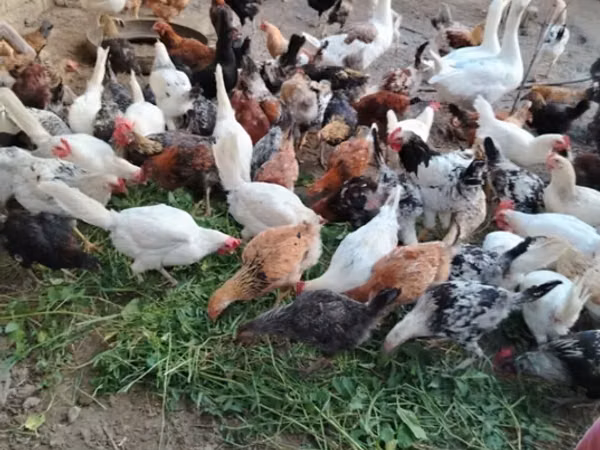 Chickens — Aserbaidschan