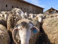ஆண் ஆடு, Kazakh fat-tailed coarsewool sheep — புகைப்படம் 4
