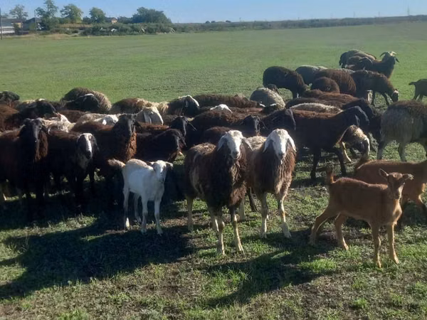 Ram, Sheep — Moldova