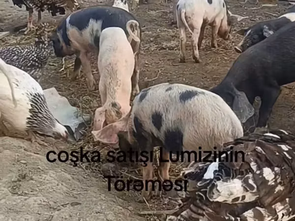 Babi hutan, Pigs