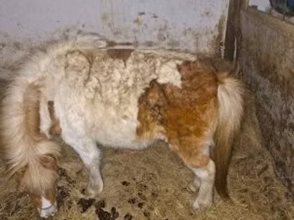 Cavalla, Cavalli — Ungheria