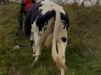 بقرة, Russian Black pied cattle — الصورة 3