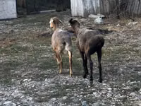 Qoç, Qoyunlar — foto 3