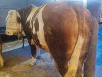 Toro, Simmental cattle — foto 3