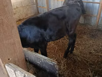 Sapi (batch, jenis kelamin tidak disebutkan), Cattle — foto 3