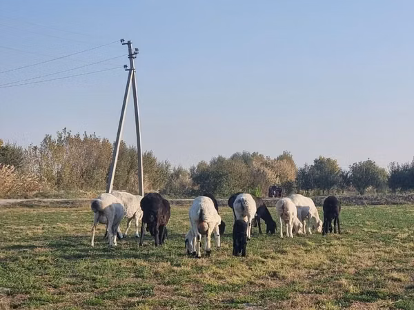 公羊, Sheep