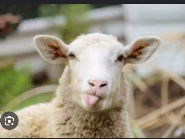የጎትት አውራ በግ, Sheep — ካዛኪስታን