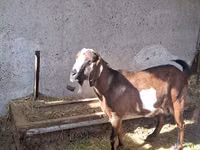 แพะตัวเมีย, Nubian Goat — รูปภาพ 5