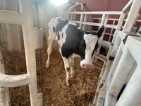 सांड, Swiss cattle — फ़ोटो 1