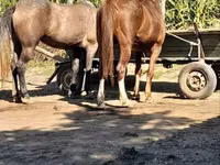 Mare, Horses — photo 3