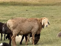 Ram, Arashan sheep — photo 3