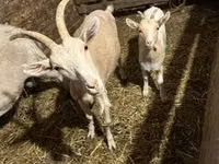 بز نر, بز — عکس 2
