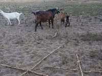 Cabro, Nubian Goat — foto 7