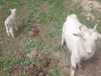 بز ماده, بز — عکس 2