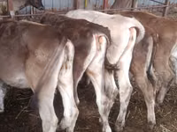 گائے, Simmental cattle — تصویر 4