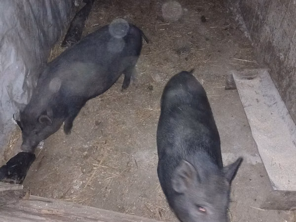 แม่สุกร, หมู