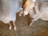 Ovan, Arashan sheep — fotografija 3